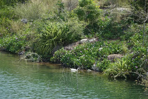 Ördekler, Al Rafisah Barajı dinlenme alanındaki Hawd al Bid 'ah rezervuarının pitoresk çevresinde yaşarlar. Ördek, Anatidae familyasındaki birçok su kuşunun yaygın adıdır. Wadi Wshee, Sharjah, BAE. 