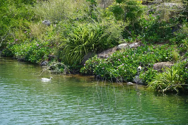 Ördekler, Al Rafisah Barajı dinlenme alanındaki Hawd al Bid 'ah rezervuarının pitoresk çevresinde yaşarlar. Ördek, Anatidae familyasındaki birçok su kuşunun yaygın adıdır. Wadi Wshee, Sharjah, BAE. 