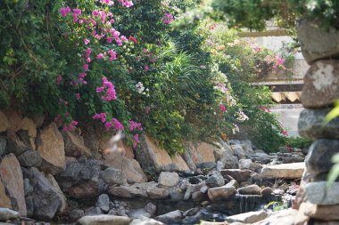 Su Baharı, El Rafisah Barajı dinlenme alanındaki Hawd al Bid 'ah rezervuarının yakınındaki çiçek açan bitki örtüsü arasında kayalık bir yatak boyunca akar. Wadi Wshee, Sharjah, BAE. 