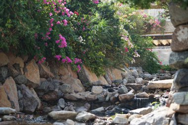 Su Baharı, El Rafisah Barajı dinlenme alanındaki Hawd al Bid 'ah rezervuarının yakınındaki çiçek açan bitki örtüsü arasında kayalık bir yatak boyunca akar. Wadi Wshee, Sharjah, BAE. 