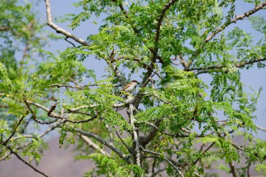 El Rafisah Barajı 'nda nisan ayında Moringa oleifera ağacının bir dalında oturan gezgin yerli kuş. Ev serçesi, Passer domesticus, bir serçe kuşudur. Wadi Wshee, Sharjah, BAE.