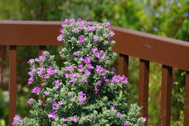 El Rafisah Barajı 'ndaki Löcophyllum Frutescens çiçeklerinin üzerinden bir arı uçuyor. Löcophyllum frutescens, Texas Ranger, Texas yağmur bilgesi, Teksas gümüş yaprağı, her zaman yeşil olan bir çalılıktır. Wadi Wshee, Sharjah, BAE.