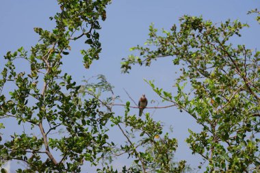 El Rafisah Barajı 'ndaki bir Ziziphus Mauritiana ağacının dallarında bir Spilopelia Senegalensis kuşu oturuyor. Gülen güvercin, Spilopelia senegalensis, küçük bir güvercindir. Wadi Wshee, Sharjah, BAE. 