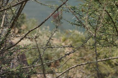 Vachellia tortilis Nisan ayında El Rafisah Barajı 'ndaki Hawd al Bid' ah rezervuarının kıyısında yetişir. Vachellia tortilis, Acacia tortilis, İsrail babunu, Vachellia cinsi, akasya cinsidir. Wadi Wshee, Sharjah, BAE.