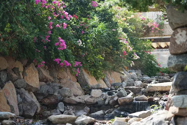 Su Baharı, El Rafisah Barajı dinlenme alanındaki Hawd al Bid 'ah rezervuarının yakınındaki çiçek açan bitki örtüsü arasında kayalık bir yatak boyunca akar. Wadi Wshee, Sharjah, BAE. 