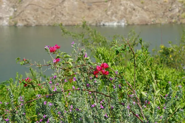 Bougainvillea glabra, Leucophyllum frutescens ve diğer bitkiler Nisan ayında Hawd al Bid 'ah rezervuarının kıyısında yetişir. Wadi Wshee, Sharjah, BAE. 