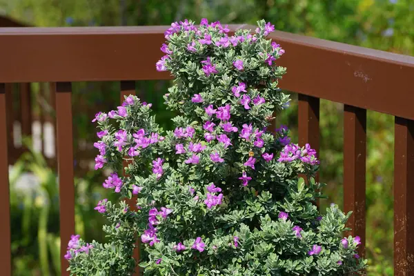 El Rafisah Barajı 'ndaki Löcophyllum Frutescens çiçeklerinin üzerinden bir arı uçuyor. Löcophyllum frutescens, Texas Ranger, Texas yağmur bilgesi, Teksas gümüş yaprağı, her zaman yeşil olan bir çalılıktır. Wadi Wshee, Sharjah, BAE.