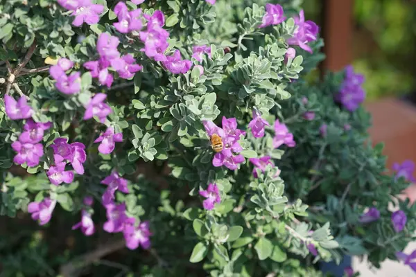 El Rafisah Barajı 'ndaki Löcophyllum Frutescens çiçeklerinin üzerinden bir arı uçuyor. Löcophyllum frutescens, Texas Ranger, Texas yağmur bilgesi, Teksas gümüş yaprağı, her zaman yeşil olan bir çalılıktır. Wadi Wshee, Sharjah, BAE.