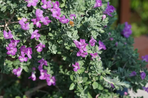 El Rafisah Barajı 'ndaki Löcophyllum Frutescens çiçeklerinin üzerinden bir arı uçuyor. Löcophyllum frutescens, Texas Ranger, Texas yağmur bilgesi, Teksas gümüş yaprağı, her zaman yeşil olan bir çalılıktır. Wadi Wshee, Sharjah, BAE.