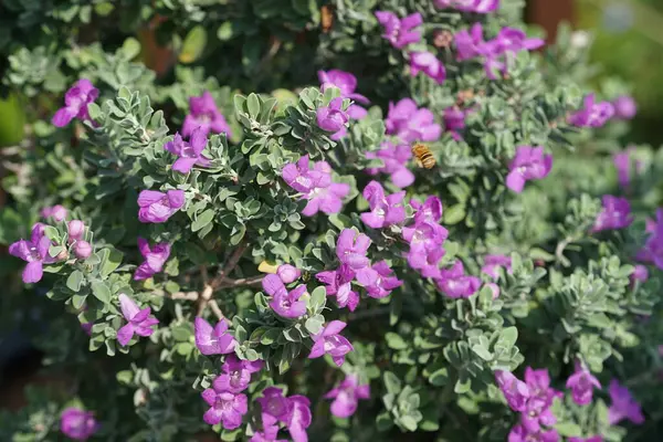 El Rafisah Barajı 'ndaki Löcophyllum Frutescens çiçeklerinin üzerinden bir arı uçuyor. Löcophyllum frutescens, Texas Ranger, Texas yağmur bilgesi, Teksas gümüş yaprağı, her zaman yeşil olan bir çalılıktır. Wadi Wshee, Sharjah, BAE.