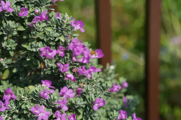 El Rafisah Barajı 'ndaki Löcophyllum Frutescens çiçeklerinin üzerinden bir arı uçuyor. Löcophyllum frutescens, Texas Ranger, Texas yağmur bilgesi, Teksas gümüş yaprağı, her zaman yeşil olan bir çalılıktır. Wadi Wshee, Sharjah, BAE.