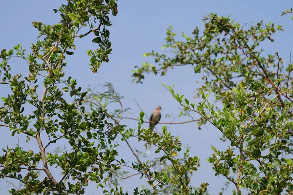 El Rafisah Barajı 'ndaki bir Ziziphus Mauritiana ağacının dallarında bir Spilopelia Senegalensis kuşu oturuyor. Gülen güvercin, Spilopelia senegalensis, küçük bir güvercindir. Wadi Wshee, Sharjah, BAE. 
