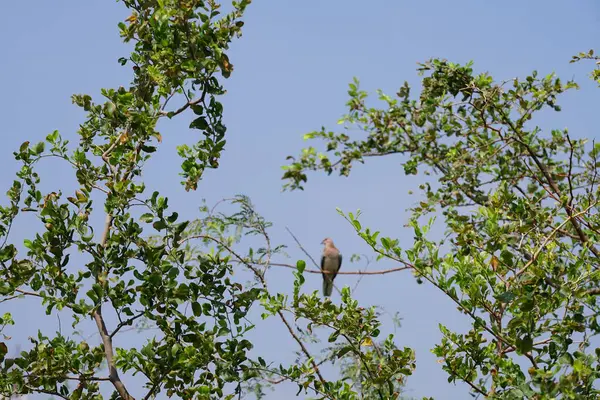 El Rafisah Barajı 'ndaki bir Ziziphus Mauritiana ağacının dallarında bir Spilopelia Senegalensis kuşu oturuyor. Gülen güvercin, Spilopelia senegalensis, küçük bir güvercindir. Wadi Wshee, Sharjah, BAE. 