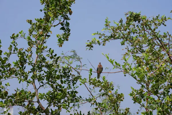 El Rafisah Barajı 'ndaki bir Ziziphus Mauritiana ağacının dallarında bir Spilopelia Senegalensis kuşu oturuyor. Gülen güvercin, Spilopelia senegalensis, küçük bir güvercindir. Wadi Wshee, Sharjah, BAE. 