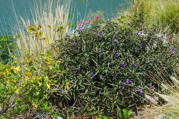 Tecoma stans, Cenchrus setaceus, Ruellia simplex, Bougainvillea glabra ve diğer bitkiler Nisan ayında Hawd al Bid 'ah rezervuarının kıyısında yetişir. Wadi Wshee, Sharjah, BAE.