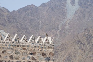 Bir kuş, Acridotheres tristis, Najd Al Miqsar 'ın eski köyünde taştan yapılmış dikdörtgen şeklinde bir kulede oturur. The Common Myna, Acridotheres tristis. Wadi Wshee, Sharjah, BAE. 