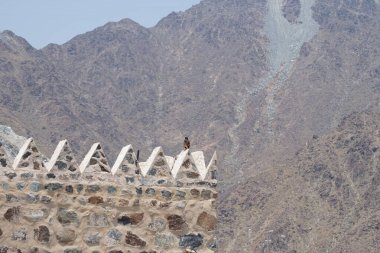 Bir kuş, Acridotheres tristis, Najd Al Miqsar 'ın eski köyünde taştan yapılmış dikdörtgen şeklinde bir kulede oturur. The Common Myna, Acridotheres tristis. Wadi Wshee, Sharjah, BAE. 