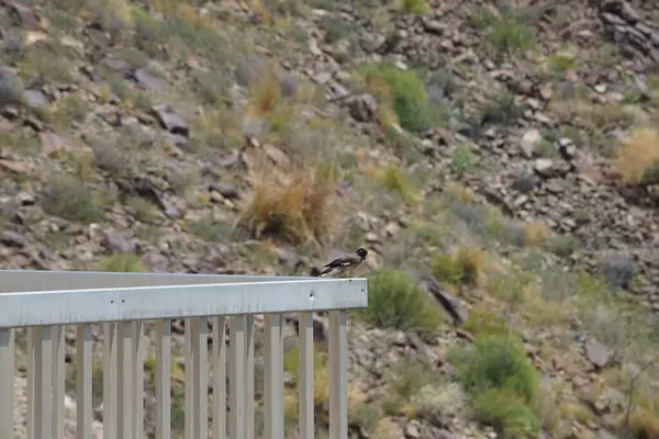 El Rafisah Barajı dinlenme yerinde çitin üzerinde oturan bir tristis kuşu. Yaygın olan Myna, Acridotheres tristis, bir kuştur. Wadi Wshee, Sharjah, BAE.
