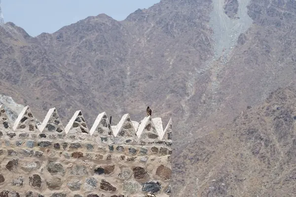Bir kuş, Acridotheres tristis, Najd Al Miqsar 'ın eski köyünde taştan yapılmış dikdörtgen şeklinde bir kulede oturur. The Common Myna, Acridotheres tristis. Wadi Wshee, Sharjah, BAE. 