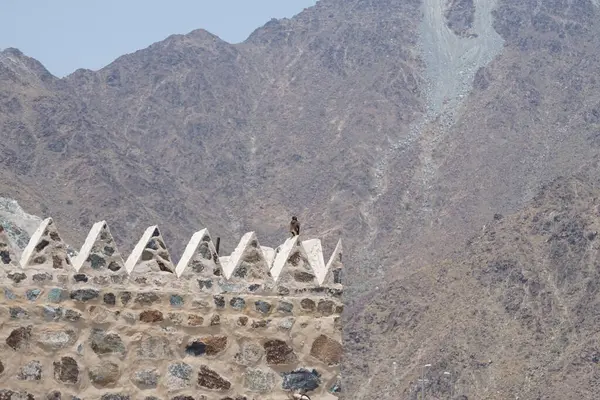 Bir kuş, Acridotheres tristis, Najd Al Miqsar 'ın eski köyünde taştan yapılmış dikdörtgen şeklinde bir kulede oturur. The Common Myna, Acridotheres tristis. Wadi Wshee, Sharjah, BAE. 