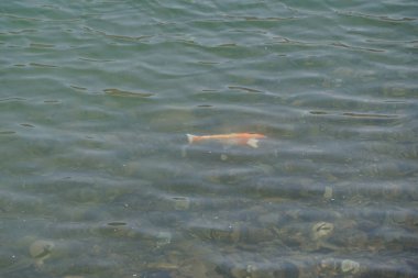 Büyük bir Koi balığı olan Kohaku, El Rafisah Barajı 'nın kıyısındaki Hawd al Bid' ah rezervuarının berrak sularında diğer küçük balıklarla çevrili olarak yüzer. Wadi Wshee, Sharjah, BAE. 