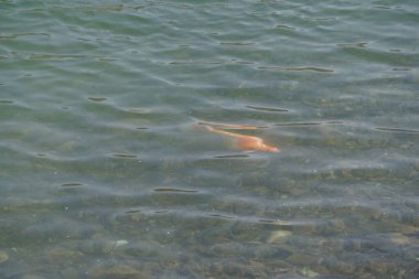 Büyük bir Koi balığı olan Kohaku, El Rafisah Barajı 'nın kıyısındaki Hawd al Bid' ah rezervuarının berrak sularında diğer küçük balıklarla çevrili olarak yüzer. Wadi Wshee, Sharjah, BAE. 