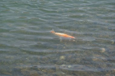 Büyük bir Koi balığı olan Kohaku, El Rafisah Barajı 'nın kıyısındaki Hawd al Bid' ah rezervuarının berrak sularında diğer küçük balıklarla çevrili olarak yüzer. Wadi Wshee, Sharjah, BAE. 