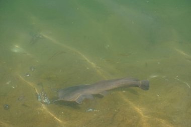 Nisan ayında Hawd al 'Bid' ah rezervuarının tatlı suyunda diğer balıklarla çevrili bir yayın balığı yüzer. Clarias, Clariiidae familyasından bir kedi balığı cinsidir. Wadi Wshee, Sharjah, BAE.