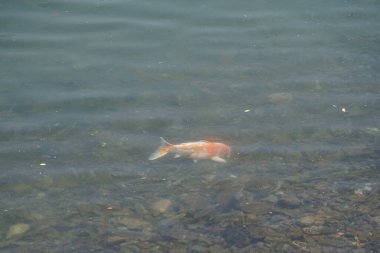 Büyük bir Koi balığı olan Kohaku, El Rafisah Barajı 'nın kıyısındaki Hawd al Bid' ah rezervuarının berrak sularında diğer küçük balıklarla çevrili olarak yüzer. Wadi Wshee, Sharjah, BAE. 