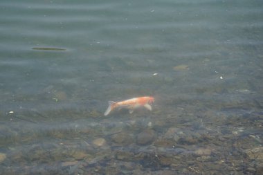 Büyük bir Koi balığı olan Kohaku, El Rafisah Barajı 'nın kıyısındaki Hawd al Bid' ah rezervuarının berrak sularında diğer küçük balıklarla çevrili olarak yüzer. Wadi Wshee, Sharjah, BAE. 