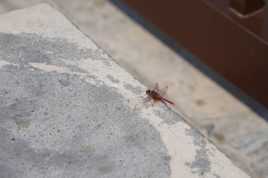 Trithemis annulata yusufçuk Nisan ayında Al Rafisah Barajı dinlenme alanındaki Hawd al Bid 'ah rezervuarının yakınında yaşar. Trithemis annulata, kedigiller (Felidae) familyasından bir yusufçuk türü. Wadi Wshee, Sharjah, BAE.                               