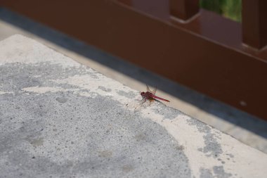 Trithemis annulata yusufçuk Nisan ayında Al Rafisah Barajı dinlenme alanındaki Hawd al Bid 'ah rezervuarının yakınında yaşar. Trithemis annulata, kedigiller (Felidae) familyasından bir yusufçuk türü. Wadi Wshee, Sharjah, BAE.                               