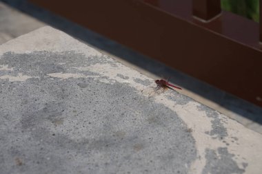 Trithemis annulata yusufçuk Nisan ayında Al Rafisah Barajı dinlenme alanındaki Hawd al Bid 'ah rezervuarının yakınında yaşar. Trithemis annulata, kedigiller (Felidae) familyasından bir yusufçuk türü. Wadi Wshee, Sharjah, BAE.                               