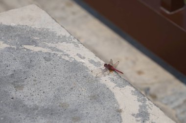 Trithemis annulata yusufçuk Nisan ayında Al Rafisah Barajı dinlenme alanındaki Hawd al Bid 'ah rezervuarının yakınında yaşar. Trithemis annulata, kedigiller (Felidae) familyasından bir yusufçuk türü. Wadi Wshee, Sharjah, BAE.                               