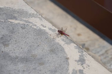 Trithemis annulata yusufçuk Nisan ayında Al Rafisah Barajı dinlenme alanındaki Hawd al Bid 'ah rezervuarının yakınında yaşar. Trithemis annulata, kedigiller (Felidae) familyasından bir yusufçuk türü. Wadi Wshee, Sharjah, BAE.                               