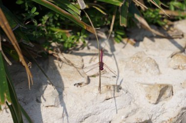 Erkek bir yusufçuk, Trithemis annulata, Nisan ayında Al Rafisah Barajı dinlenme alanında Hawd al Bid 'ah rezervuarının yakınında yaşıyor. Trithemis annulata, kedigiller (Felidae) familyasından bir yusufçuk türü. Wadi Wshee, Sharjah, BAE. 