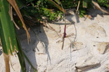 Erkek bir yusufçuk, Trithemis annulata, Nisan ayında Al Rafisah Barajı dinlenme alanında Hawd al Bid 'ah rezervuarının yakınında yaşıyor. Trithemis annulata, kedigiller (Felidae) familyasından bir yusufçuk türü. Wadi Wshee, Sharjah, BAE. 