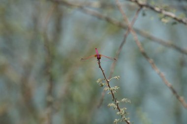 Bir erkek menekşe damlası, Trithemis annulata, Nisan ayında El Rafisah Barajı 'ndaki Hawd al Bid' ah rezervuarının yakınlarındaki Vachellia tortilis 'in bir dalında oturuyor. Trithemis annulata, kedigiller (Felidae) familyasından bir yusufçuk türü. Wadi Wshee, BAE.