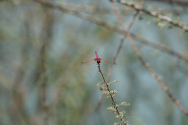 Bir erkek menekşe damlası, Trithemis annulata, Nisan ayında El Rafisah Barajı 'ndaki Hawd al Bid' ah rezervuarının yakınlarındaki Vachellia tortilis 'in bir dalında oturuyor. Trithemis annulata, kedigiller (Felidae) familyasından bir yusufçuk türü. Wadi Wshee, BAE.