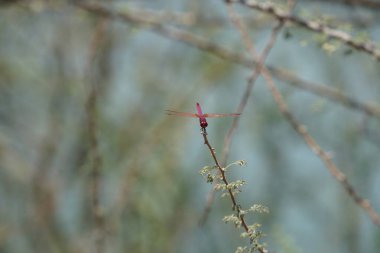 Bir erkek menekşe damlası, Trithemis annulata, Nisan ayında El Rafisah Barajı 'ndaki Hawd al Bid' ah rezervuarının yakınlarındaki Vachellia tortilis 'in bir dalında oturuyor. Trithemis annulata, kedigiller (Felidae) familyasından bir yusufçuk türü. Wadi Wshee, BAE.