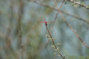 Bir erkek menekşe damlası, Trithemis annulata, Nisan ayında El Rafisah Barajı 'ndaki Hawd al Bid' ah rezervuarının yakınlarındaki Vachellia tortilis 'in bir dalında oturuyor. Trithemis annulata, kedigiller (Felidae) familyasından bir yusufçuk türü. Wadi Wshee, BAE.