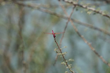 Bir erkek menekşe damlası, Trithemis annulata, Nisan ayında El Rafisah Barajı 'ndaki Hawd al Bid' ah rezervuarının yakınlarındaki Vachellia tortilis 'in bir dalında oturuyor. Trithemis annulata, kedigiller (Felidae) familyasından bir yusufçuk türü. Wadi Wshee, BAE.