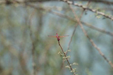 Bir erkek menekşe damlası, Trithemis annulata, Nisan ayında El Rafisah Barajı 'ndaki Hawd al Bid' ah rezervuarının yakınlarındaki Vachellia tortilis 'in bir dalında oturuyor. Trithemis annulata, kedigiller (Felidae) familyasından bir yusufçuk türü. Wadi Wshee, BAE.