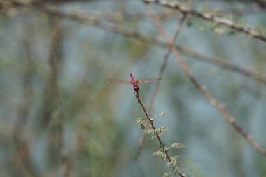 Bir erkek menekşe damlası, Trithemis annulata, Nisan ayında El Rafisah Barajı 'ndaki Hawd al Bid' ah rezervuarının yakınlarındaki Vachellia tortilis 'in bir dalında oturuyor. Trithemis annulata, kedigiller (Felidae) familyasından bir yusufçuk türü. Wadi Wshee, BAE.