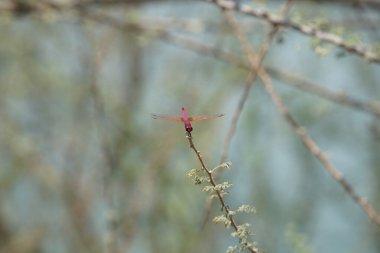 Bir erkek menekşe damlası, Trithemis annulata, Nisan ayında El Rafisah Barajı 'ndaki Hawd al Bid' ah rezervuarının yakınlarındaki Vachellia tortilis 'in bir dalında oturuyor. Trithemis annulata, kedigiller (Felidae) familyasından bir yusufçuk türü. Wadi Wshee, BAE.