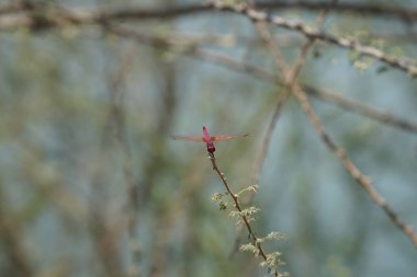 Bir erkek menekşe damlası, Trithemis annulata, Nisan ayında El Rafisah Barajı 'ndaki Hawd al Bid' ah rezervuarının yakınlarındaki Vachellia tortilis 'in bir dalında oturuyor. Trithemis annulata, kedigiller (Felidae) familyasından bir yusufçuk türü. Wadi Wshee, BAE.