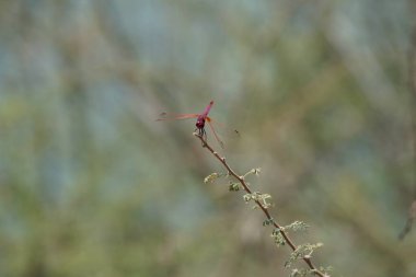 Bir erkek menekşe damlası, Trithemis annulata, Nisan ayında El Rafisah Barajı 'ndaki Hawd al Bid' ah rezervuarının yakınlarındaki Vachellia tortilis 'in bir dalında oturuyor. Trithemis annulata, kedigiller (Felidae) familyasından bir yusufçuk türü. Wadi Wshee, BAE.