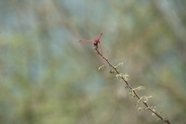 Bir erkek menekşe damlası, Trithemis annulata, Nisan ayında El Rafisah Barajı 'ndaki Hawd al Bid' ah rezervuarının yakınlarındaki Vachellia tortilis 'in bir dalında oturuyor. Trithemis annulata, kedigiller (Felidae) familyasından bir yusufçuk türü. Wadi Wshee, BAE.