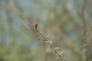 Bir erkek menekşe damlası, Trithemis annulata, Nisan ayında El Rafisah Barajı 'ndaki Hawd al Bid' ah rezervuarının yakınlarındaki Vachellia tortilis 'in bir dalında oturuyor. Trithemis annulata, kedigiller (Felidae) familyasından bir yusufçuk türü. Wadi Wshee, BAE.