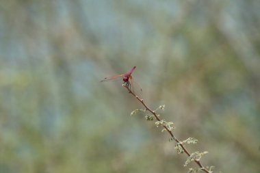 Bir erkek menekşe damlası, Trithemis annulata, Nisan ayında El Rafisah Barajı 'ndaki Hawd al Bid' ah rezervuarının yakınlarındaki Vachellia tortilis 'in bir dalında oturuyor. Trithemis annulata, kedigiller (Felidae) familyasından bir yusufçuk türü. Wadi Wshee, BAE.